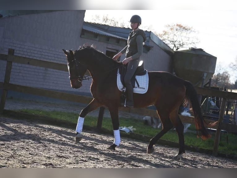 Zangersheide Ruin 5 Jaar 172 cm Donkerbruin in Achtmaal