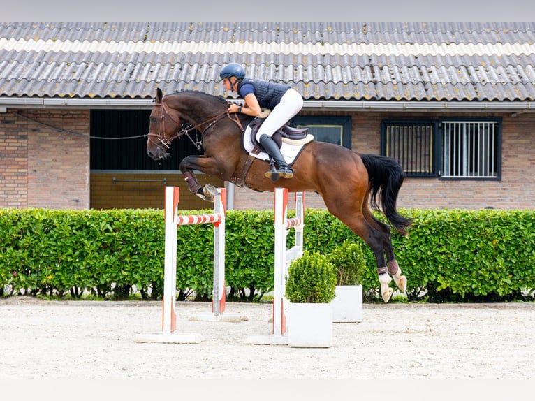 Zangersheide Ruin 5 Jaar 172 cm Donkerbruin in Waddinxveen