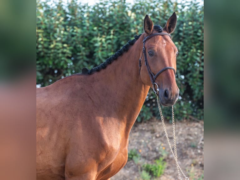 Zangersheide Ruin 5 Jaar 173 cm Bruin in Lille