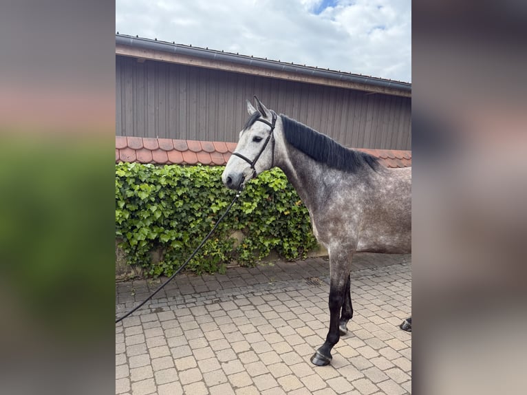 Zangersheide Ruin 5 Jaar 173 cm Schimmel in Hergenfeld