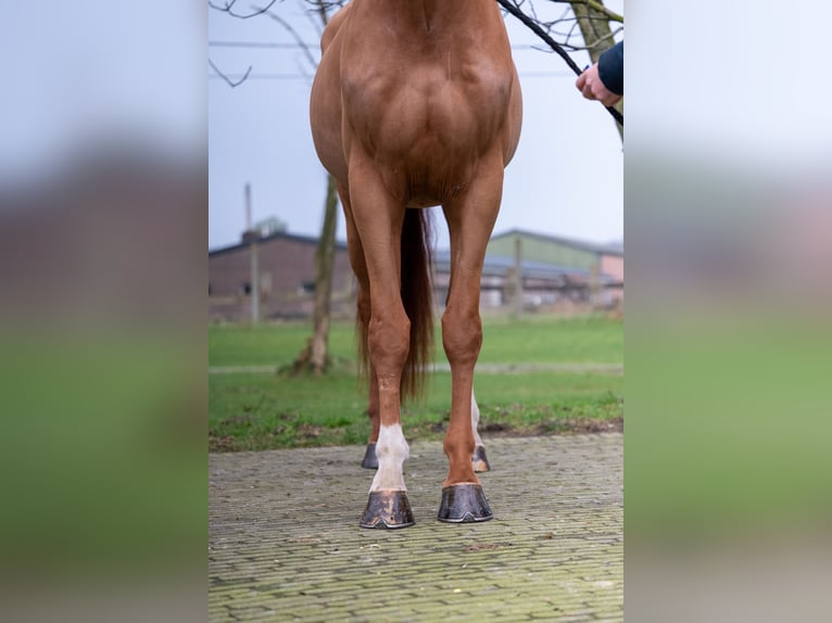 Zangersheide Ruin 5 Jaar 174 cm in GROTE-BROGEL