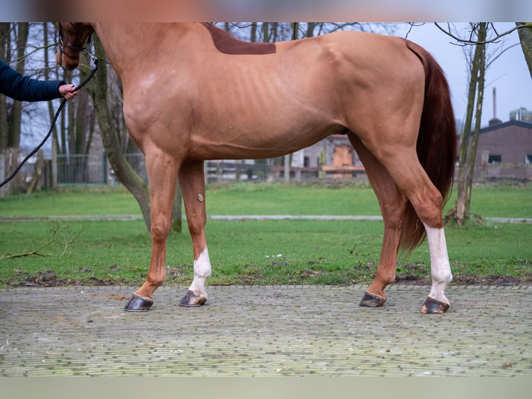 Zangersheide Ruin 5 Jaar 174 cm in GROTE-BROGEL