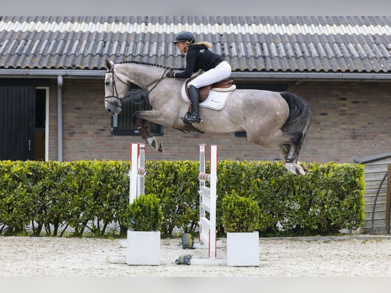 Zangersheide Ruin 5 Jaar 175 cm Schimmel in Waddinxveen