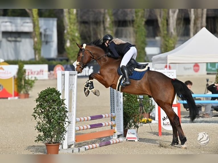 Zangersheide Ruin 5 Jaar 177 cm Bruin in Amstetten