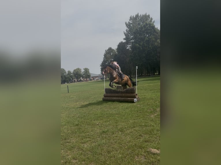 Zangersheide Ruin 5 Jaar 178 cm Bruin in Breda
