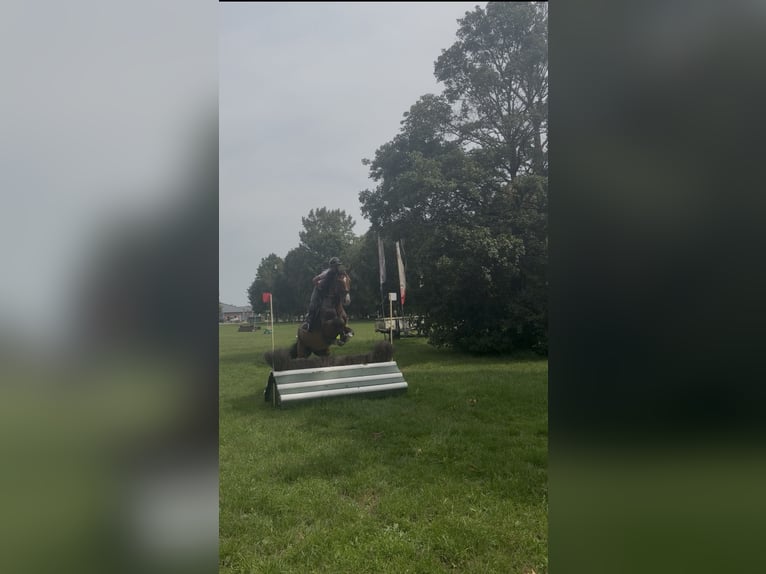 Zangersheide Ruin 5 Jaar 178 cm Bruin in Breda