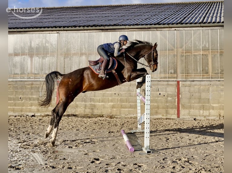 Zangersheide Ruin 5 Jaar 178 cm Bruin in Courroux