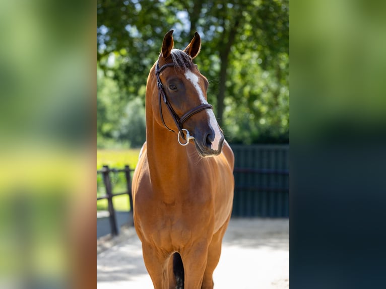 Zangersheide Ruin 5 Jaar 178 cm Bruin in DenekampDenekamp