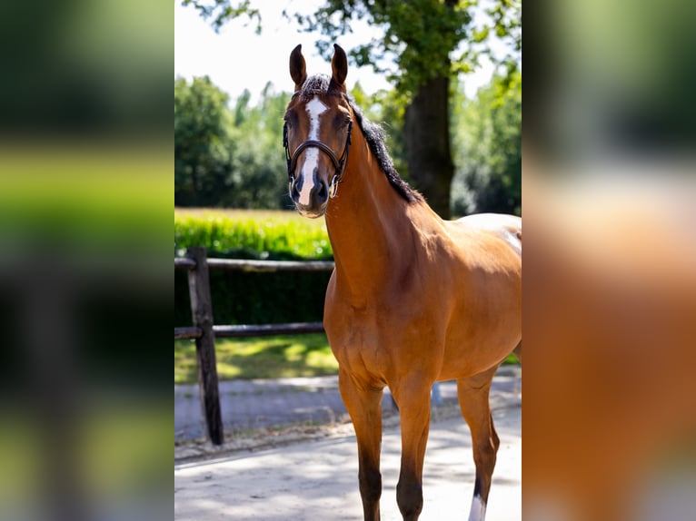 Zangersheide Ruin 5 Jaar 178 cm Bruin in DenekampDenekamp