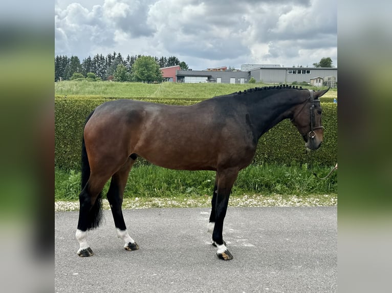 Zangersheide Ruin 5 Jaar 178 cm Donkerbruin in Gerstetten