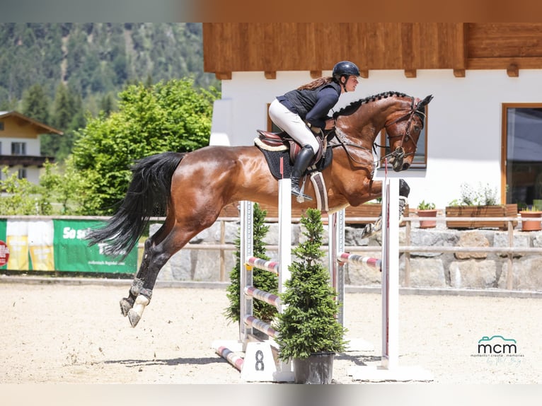 Zangersheide Ruin 5 Jaar 180 cm Bruin in Schlins