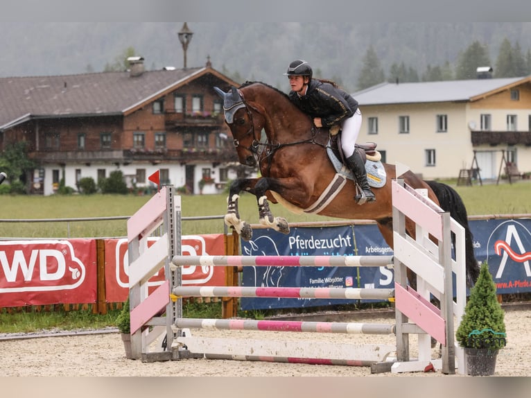 Zangersheide Ruin 5 Jaar 180 cm Bruin in Schlins