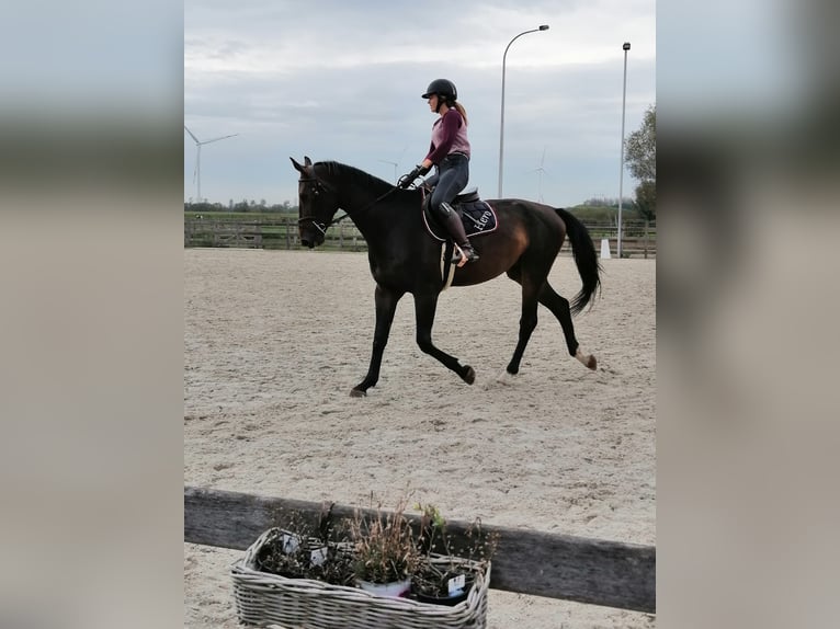 Zangersheide Ruin 5 Jaar 180 cm Donkerbruin in Melsele