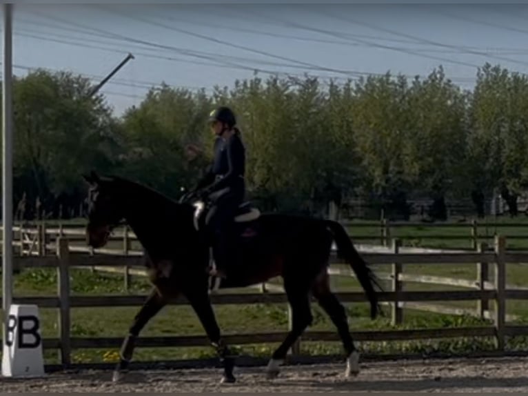 Zangersheide Ruin 5 Jaar 180 cm Donkerbruin in Melsele