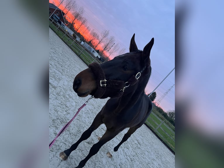 Zangersheide Ruin 5 Jaar 180 cm Donkerbruin in Melsele