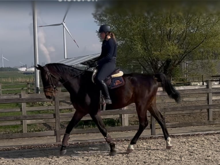 Zangersheide Ruin 5 Jaar 180 cm Donkerbruin in Melsele