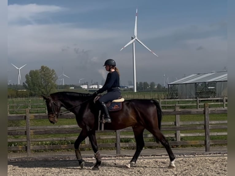 Zangersheide Ruin 5 Jaar 180 cm Donkerbruin in Melsele