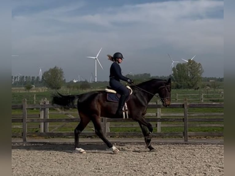 Zangersheide Ruin 5 Jaar 180 cm Donkerbruin in Melsele