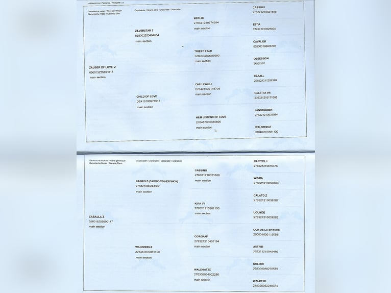 Zangersheide Ruin 5 Jaar 180 cm Wit in Garching bei München