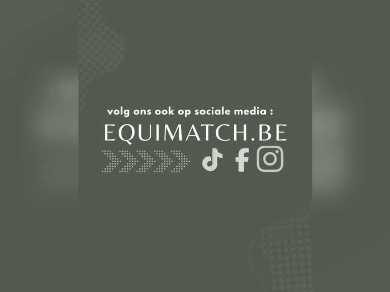 Zangersheide Ruin 5 Jaar  in Helchteren