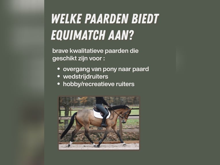 Zangersheide Ruin 5 Jaar  in Helchteren