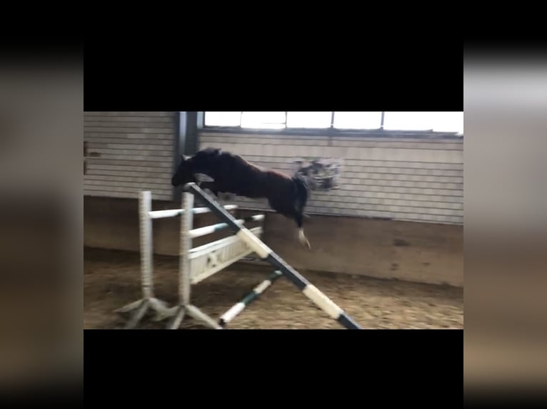 Zangersheide Ruin 6 Jaar 160 cm Lichtbruin in Wasserlosen