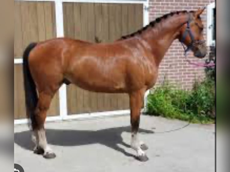 Zangersheide Ruin 6 Jaar 162 cm Donkerbruin in Geraardsbergen