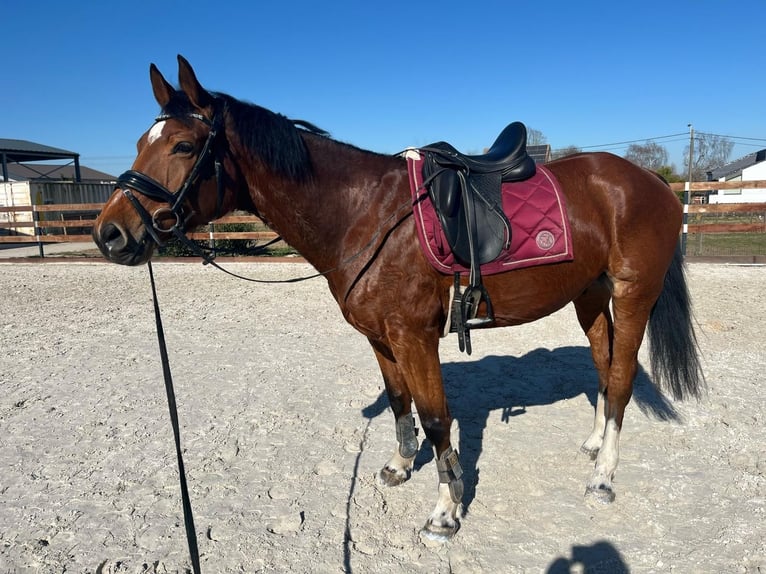 Zangersheide Ruin 6 Jaar 162 cm Donkerbruin in Geraardsbergen