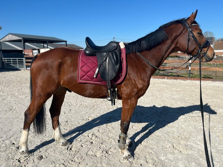 Zangersheide Ruin 6 Jaar 162 cm Donkerbruin in Geraardsbergen