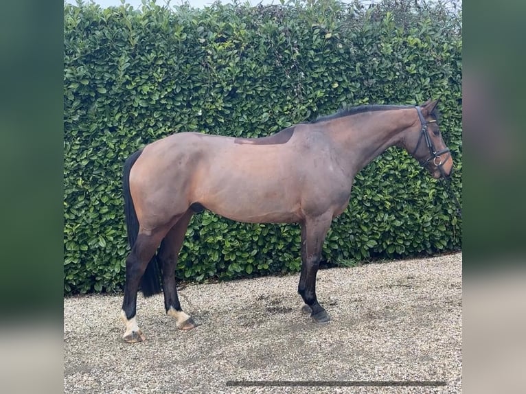 Zangersheide Ruin 6 Jaar 163 cm Bruin in Bocholtz
