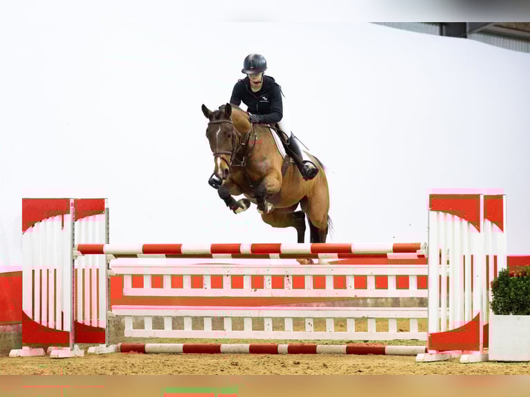 Zangersheide Ruin 6 Jaar 163 cm  in Waddinxveen