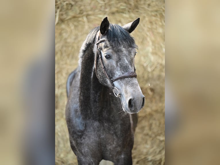 Zangersheide Ruin 6 Jaar 164 cm Schimmel in Rzeczna