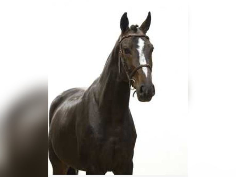 Zangersheide Ruin 6 Jaar 165 cm Donkerbruin in grez doiceau