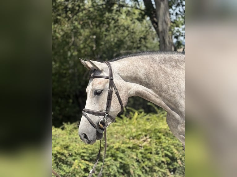 Zangersheide Ruin 6 Jaar 166 cm Schimmel in Lengdorf