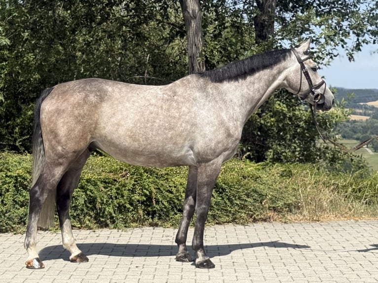 Zangersheide Ruin 6 Jaar 166 cm Schimmel in Lengdorf