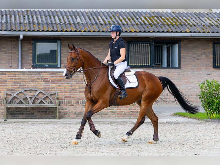 Zangersheide Ruin 6 Jaar 167 cm Bruin in Waddinxveen