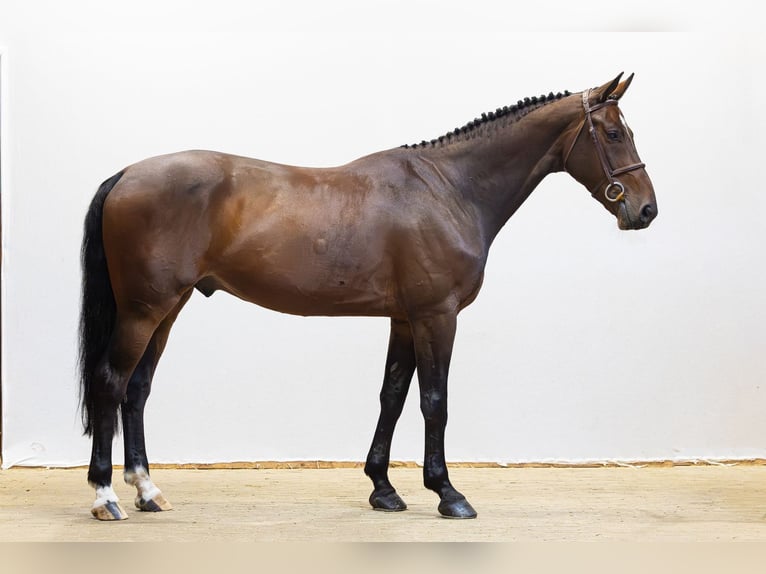 Zangersheide Ruin 6 Jaar 167 cm Bruin in Waddinxveen