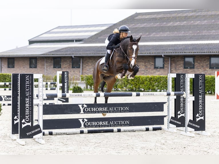 Zangersheide Ruin 6 Jaar 168 cm Bruin in Waddinxveen