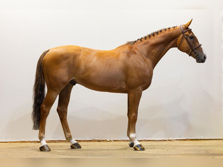 Zangersheide Ruin 6 Jaar 168 cm Donkere-vos in Waddinxveen