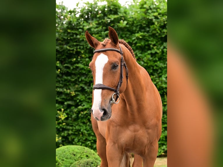 Zangersheide Ruin 6 Jaar 168 cm Vos in Bladel
