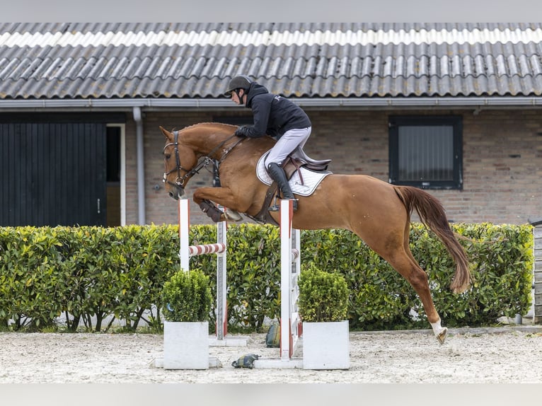 Zangersheide Ruin 6 Jaar 168 cm Vos in Waddinxveen