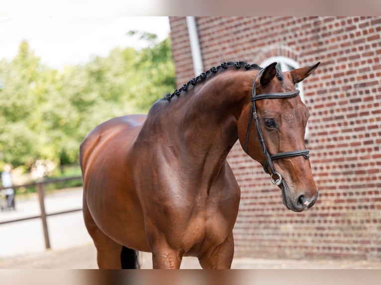 Zangersheide Ruin 6 Jaar 169 cm Bruin in Kaulille