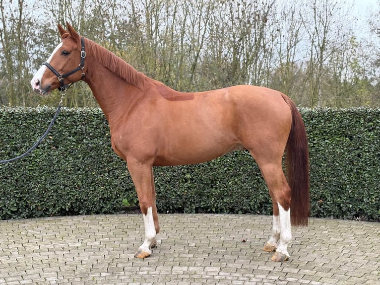 Zangersheide Ruin 6 Jaar 169 cm Vos in Wijchmaal