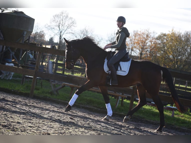 Zangersheide Ruin 6 Jaar 170 cm Bruin in Achtmaal