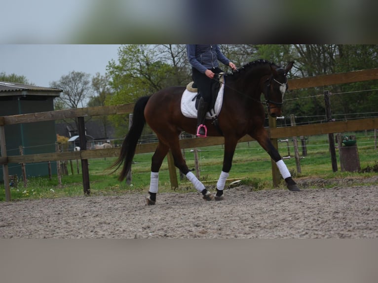 Zangersheide Ruin 6 Jaar 170 cm Donkerbruin in Achtmaal