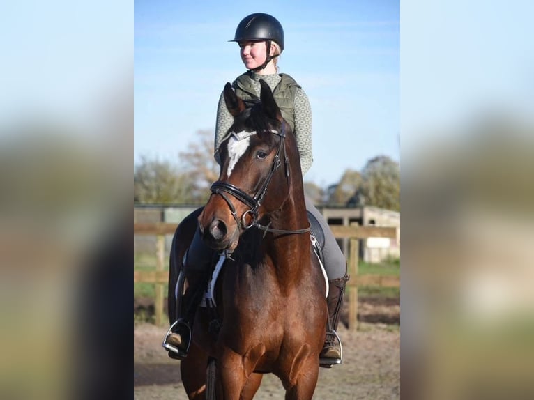 Zangersheide Ruin 6 Jaar 170 cm Donkerbruin in Achtmaal