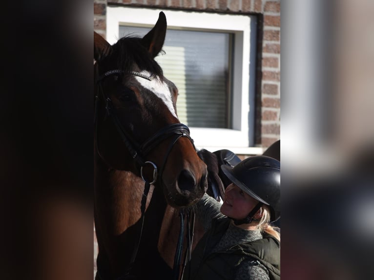 Zangersheide Ruin 6 Jaar 170 cm Donkerbruin in Achtmaal