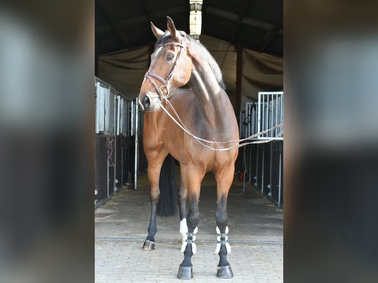Zangersheide Ruin 6 Jaar 170 cm Donkerbruin in Geilenkirchen