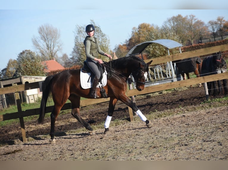 Zangersheide Ruin 6 Jaar 172 cm Bruin in Achtmaal