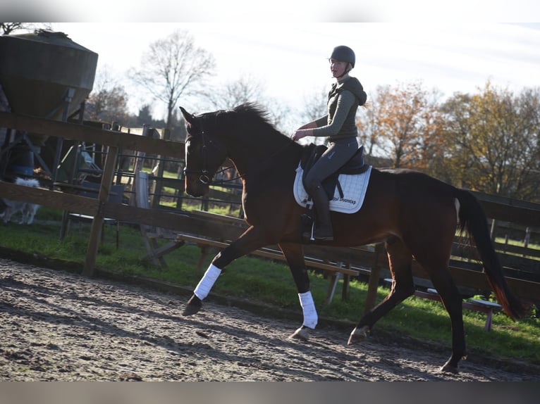 Zangersheide Ruin 6 Jaar 172 cm Donkerbruin in Achtmaal